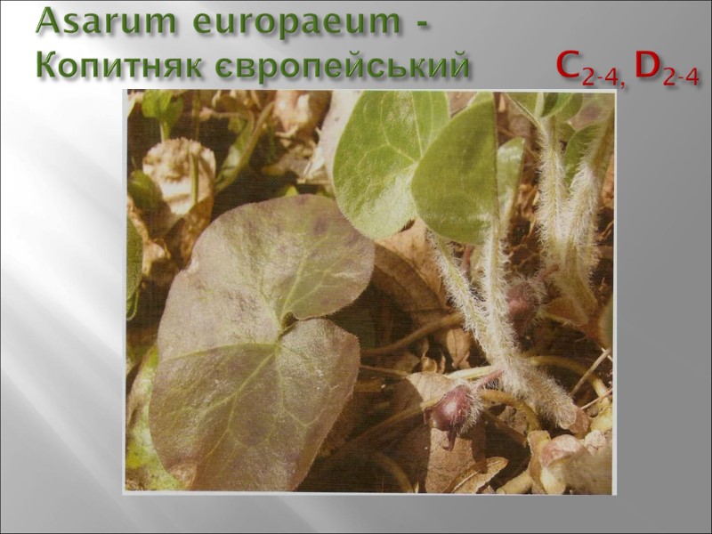 Asarum europaeum -  Копитняк європейський       C2-4, D2-4